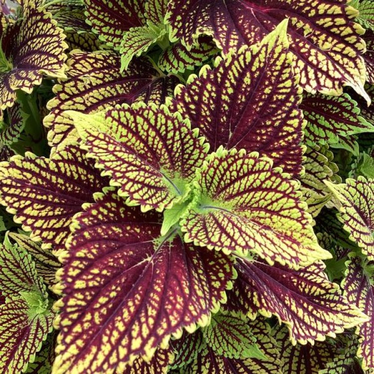 Coleus Solenostemon "Speed Fire" - во саксија Ø13
